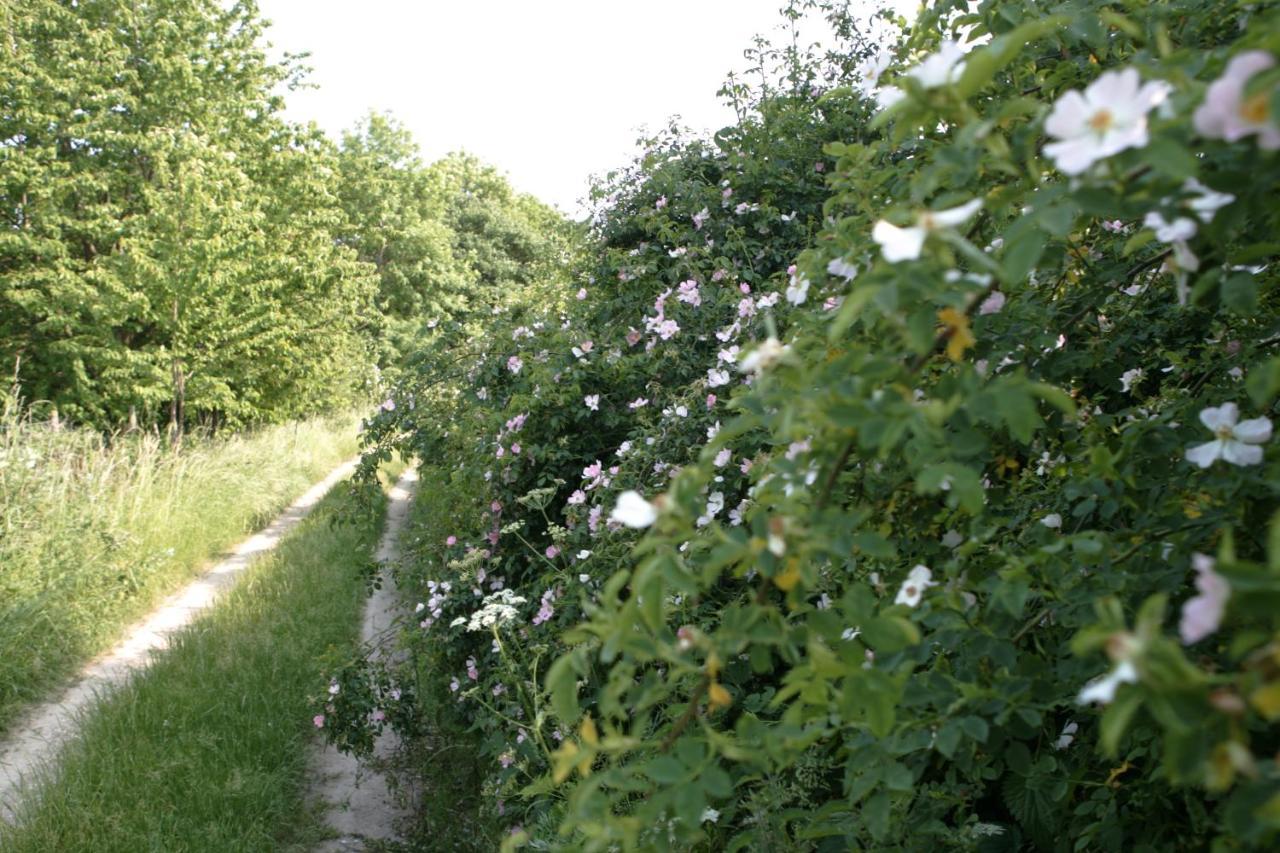 Rech Hof Urlaub Auf Dem Bauernhof Lägenhet Schalkenbach Exteriör bild